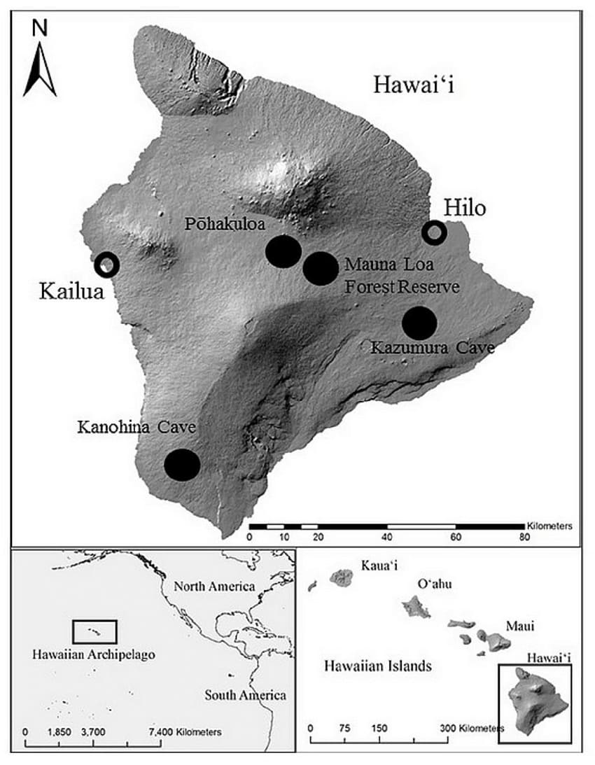 Printable Hilo Hawaii Map
