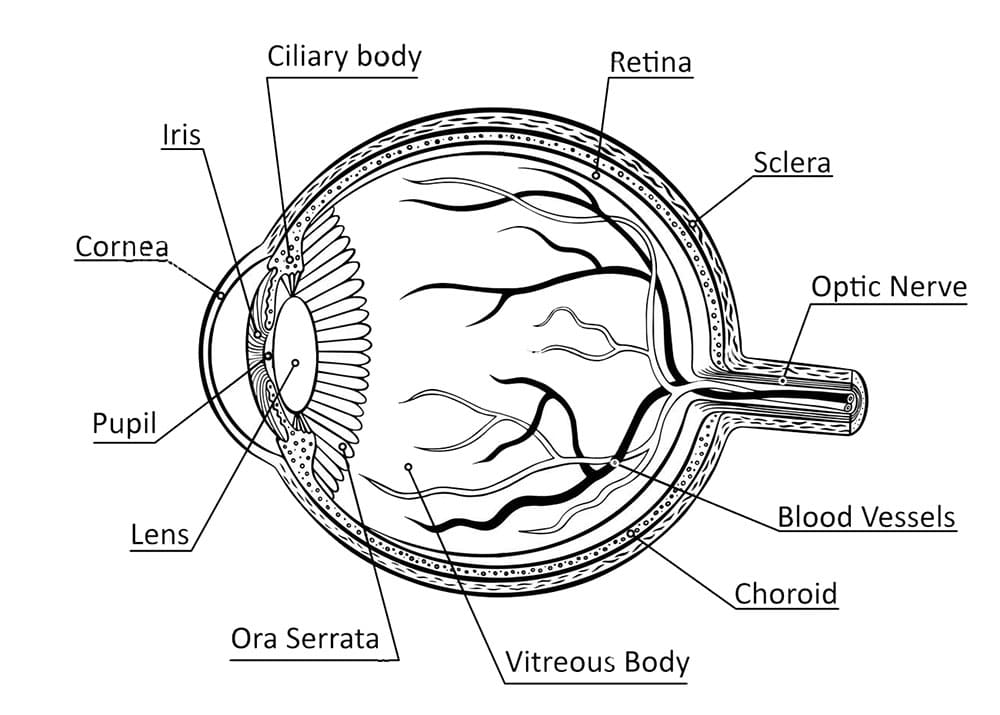 Printable Eye Chart Diagram