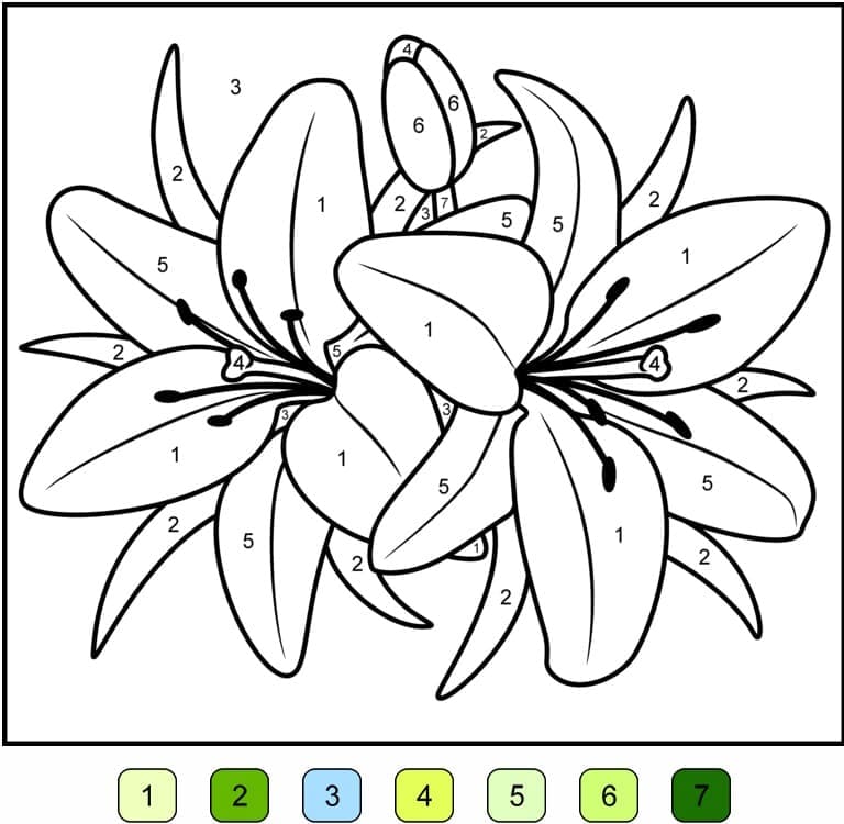 Printable Lily Flower Paint by Number