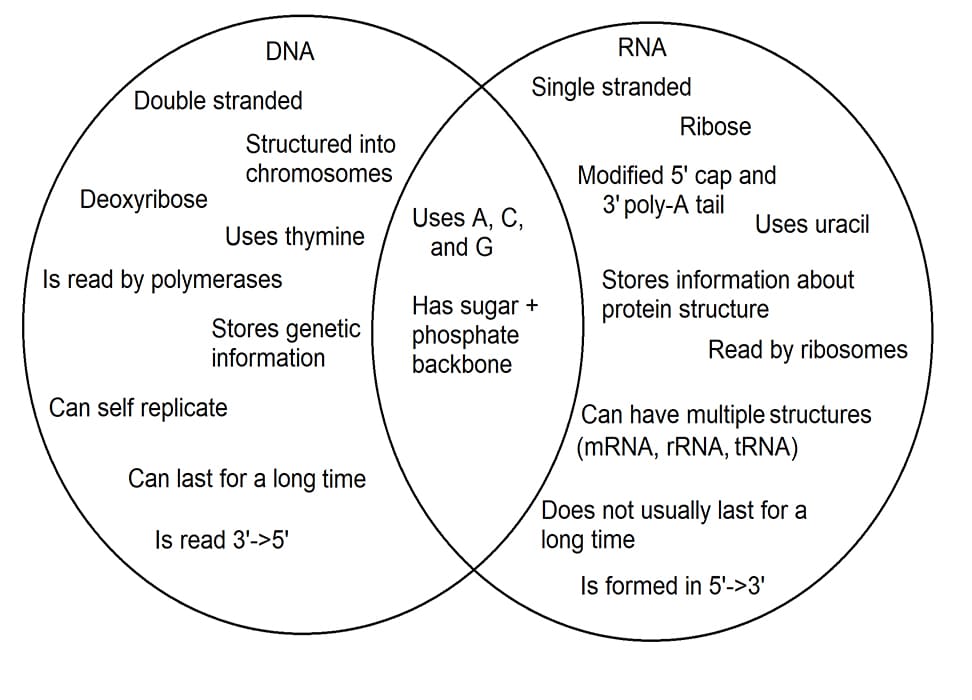 Printable Venn Diagram DNA And RNA