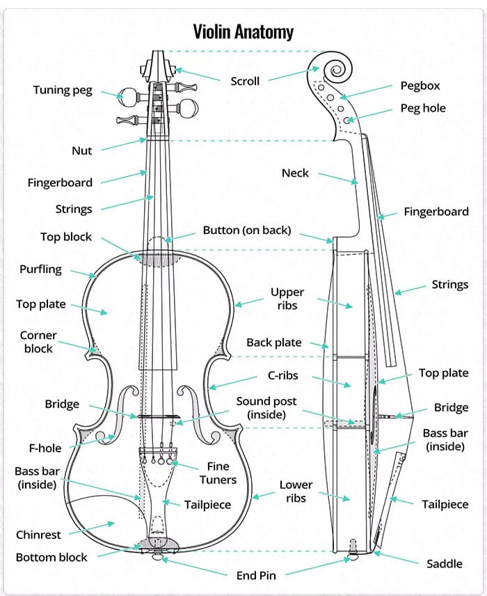 Printable Violin Anatomy