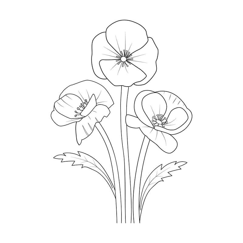 Printable Poppy Flower Drawing Template