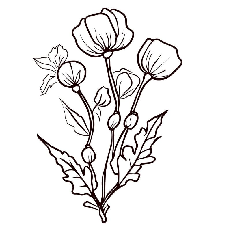 Printable Poppy Flower Outline Drawing Template