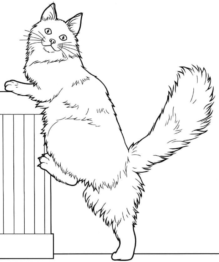 Printable A Maine Coon Cat Coloring Page