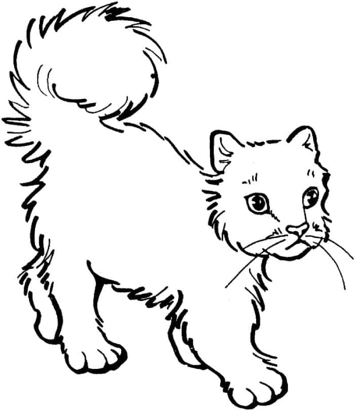Printable A Normal Cat Coloring Page
