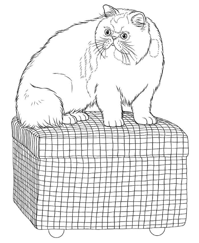 Printable A Persian Cat Coloring Page