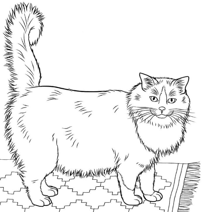 Printable A Ragdoll Cat Coloring Page