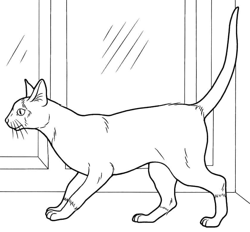 Printable A Siamese Cat Coloring Page