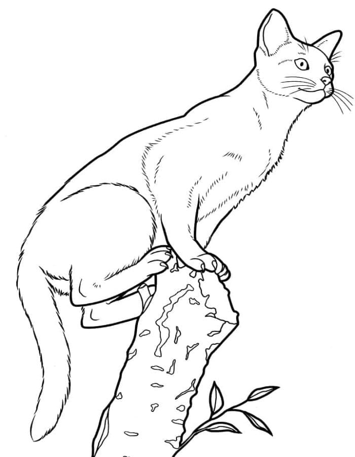 Printable Abyssinian Cat Coloring Page