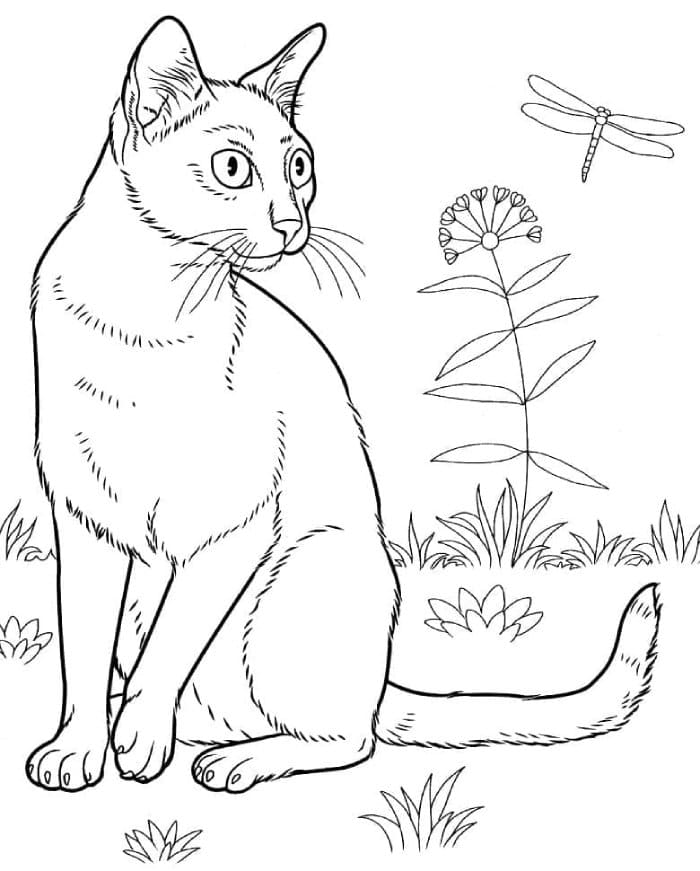 Printable Bombay Cat Coloring Page