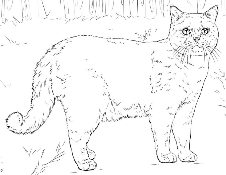 Printable British Shorthair Cat Coloring Page