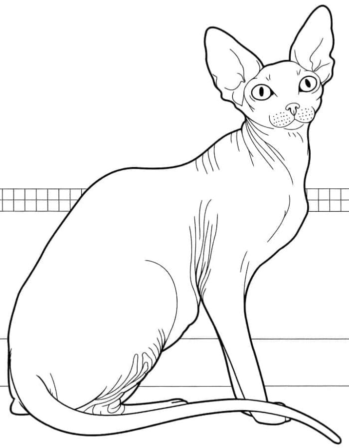 Printable Canadian Sphynx Cat Coloring Page