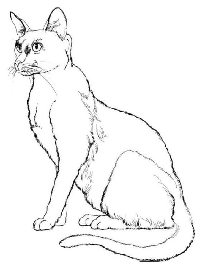 Printable Cat Picture Coloring Page