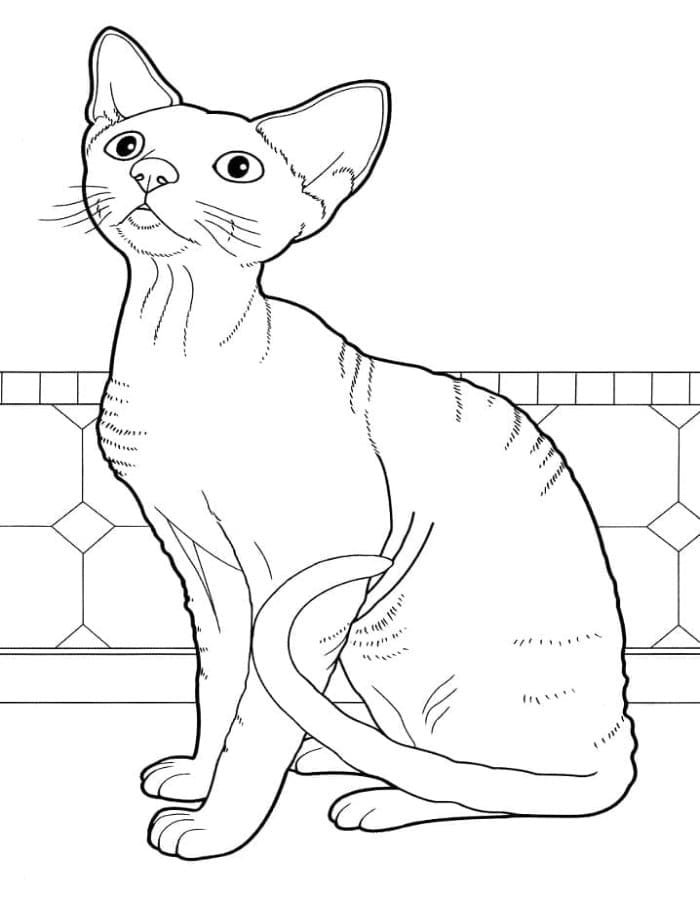 Printable Devon Rex Cat Coloring Page
