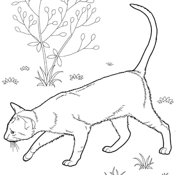 Printable East Shorthair Cat Coloring Page