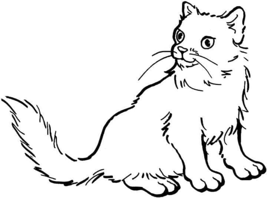 Printable Free Drawing Of Cat Coloring Page