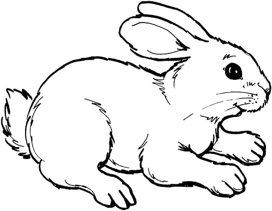 Printable Free Rabbit Coloring Page