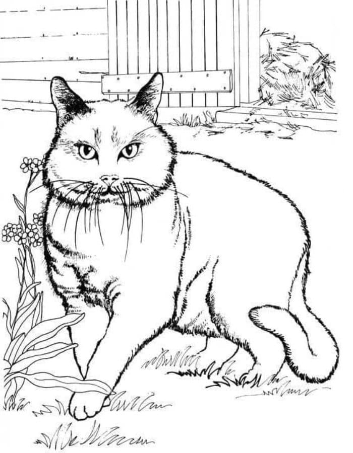 Printable House Cat Coloring Page