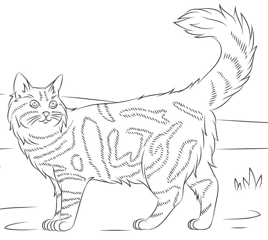 Printable Maine Coon Cat Coloring Page