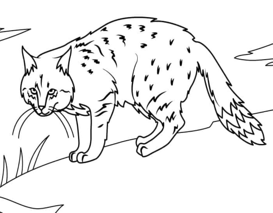 Printable Mountain Cat Coloring Page