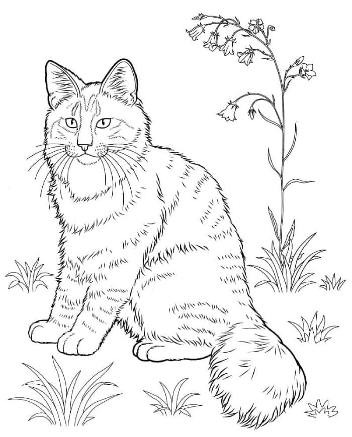 Printable Norwegian Forest Cat Coloring Page