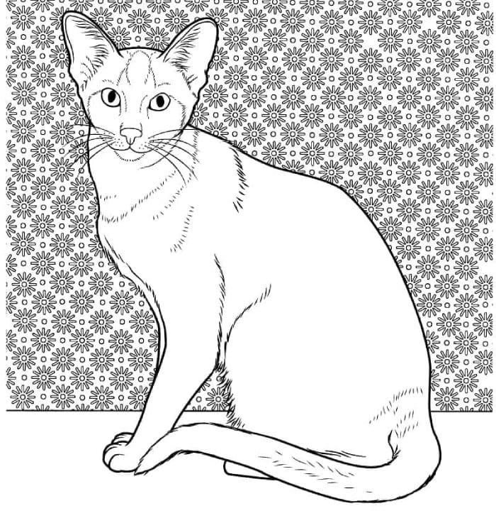 Printable Oriental Siamese Cat Coloring Page