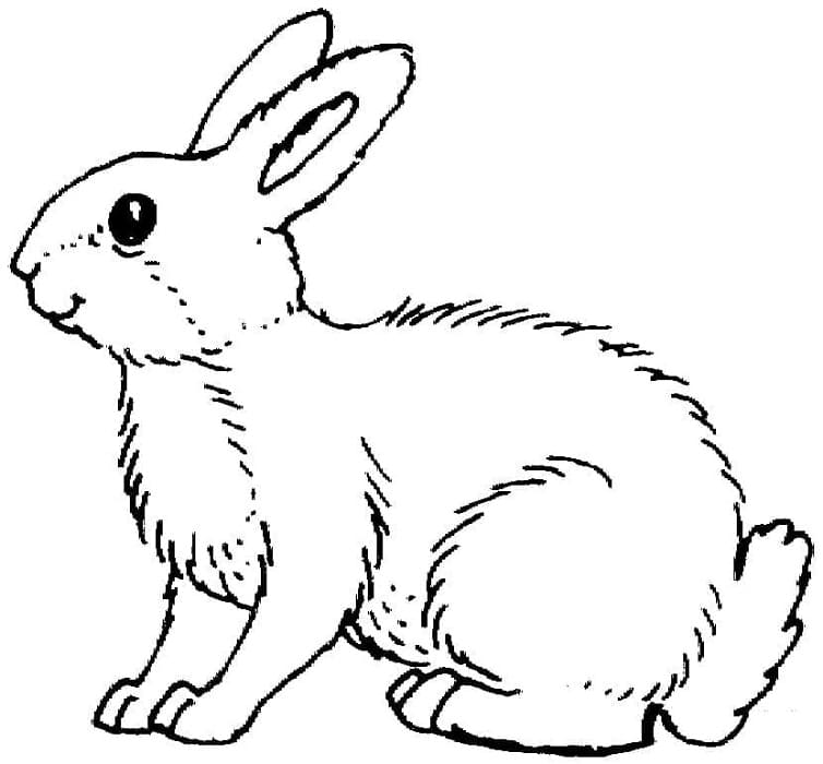 Printable Rabbit Easy Coloring Page