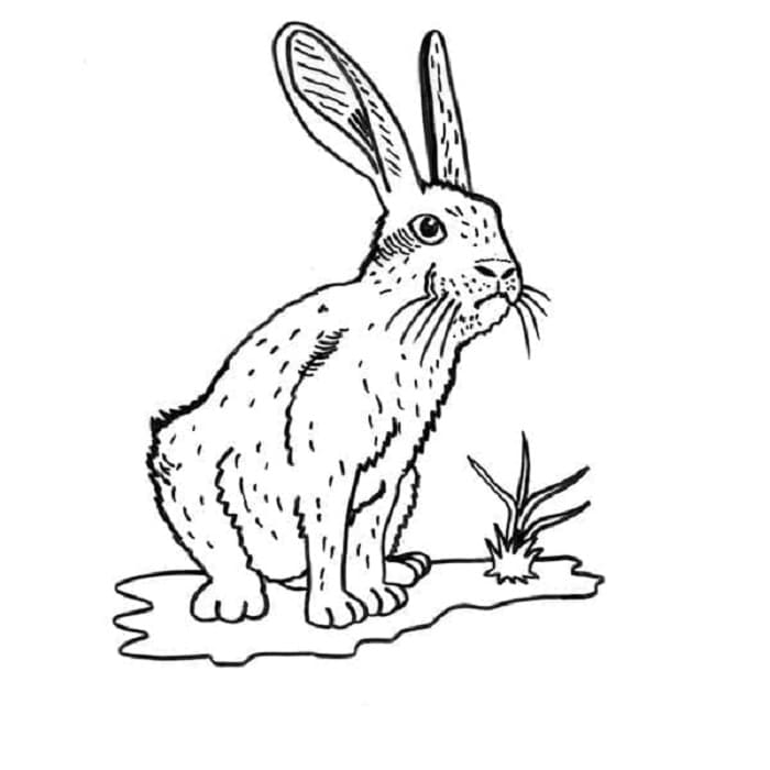 Printable Rabbit In The Wild Coloring Page