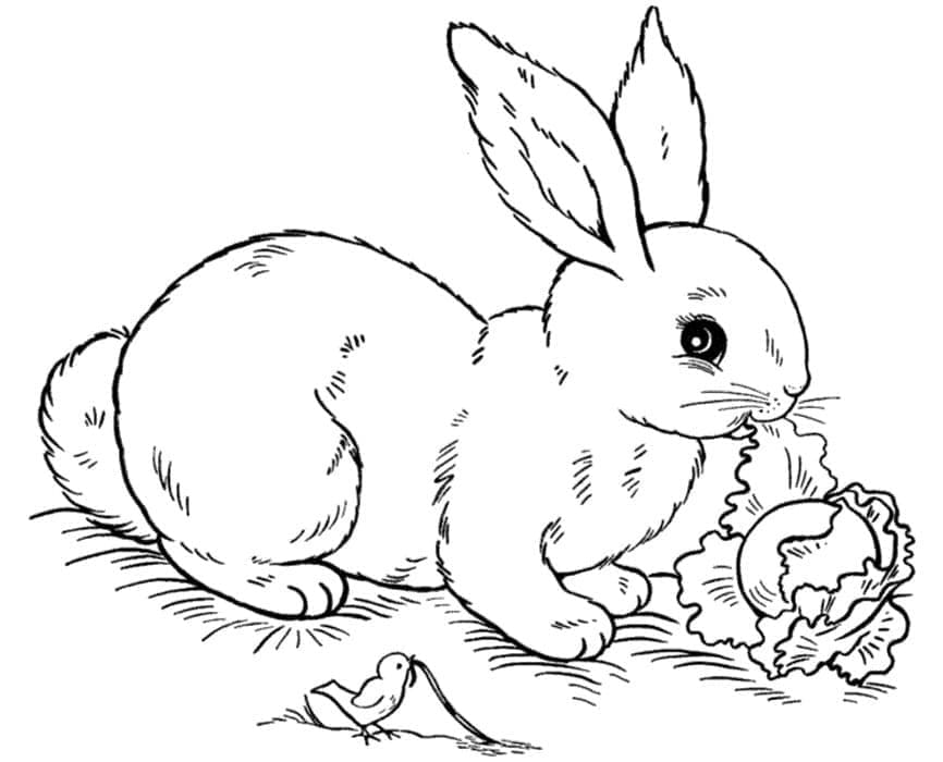 Printable Rabbit Is Eating Cabbage Coloring Page