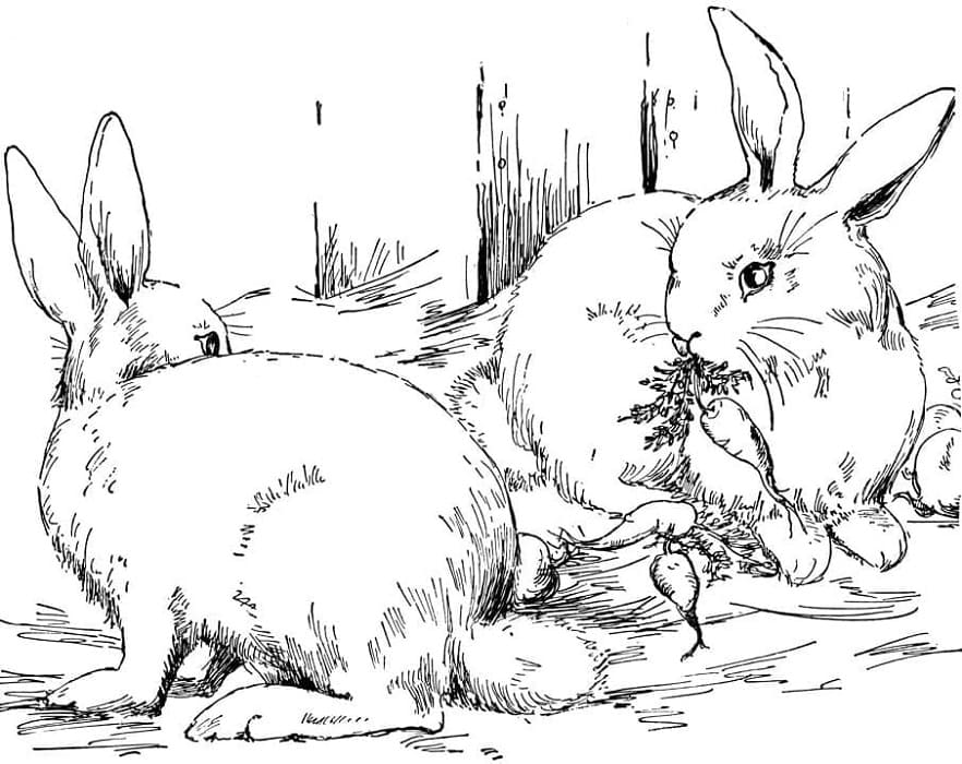 Printable Rabbits Coloring Page Easy