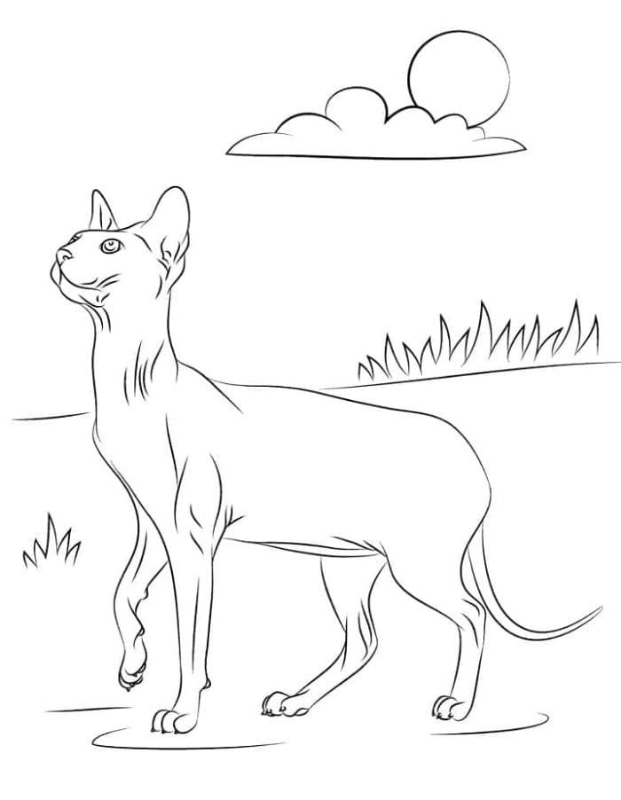 Printable Sphynx Cat Coloring Page