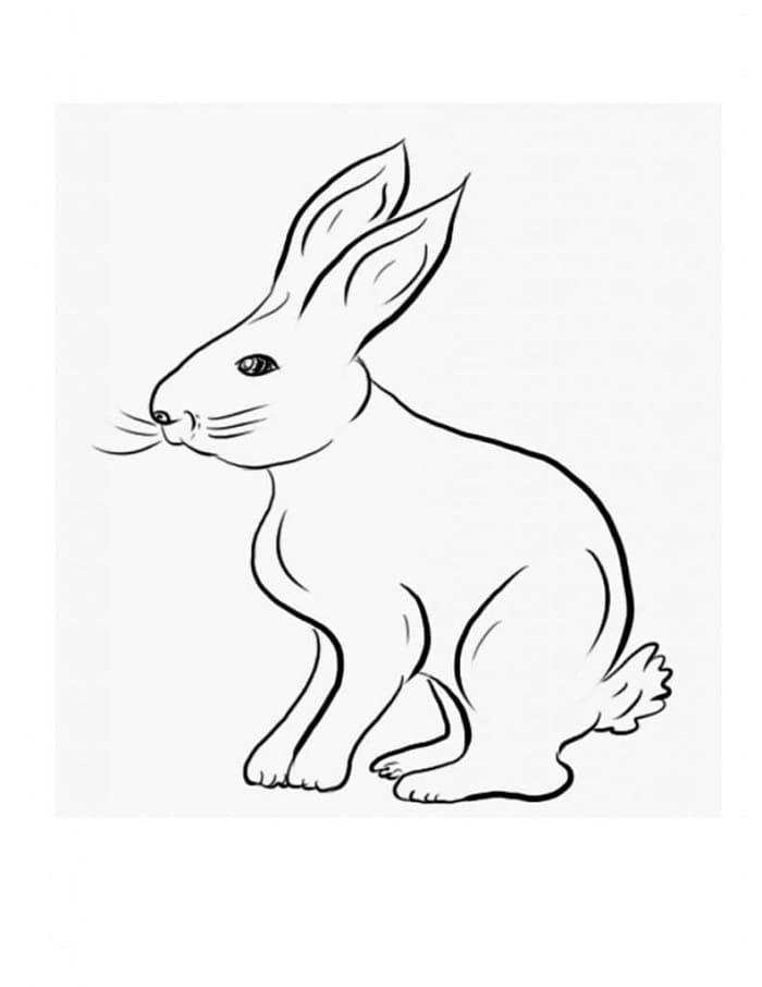 Printable White Rabbit Coloring Page