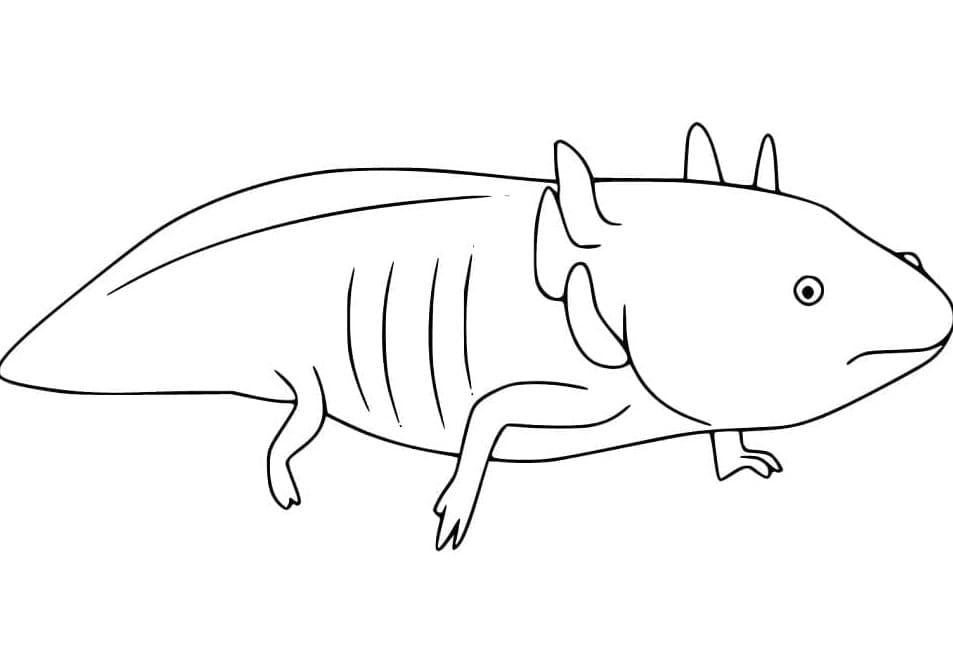 Printable Axolotl For Children Coloring Page