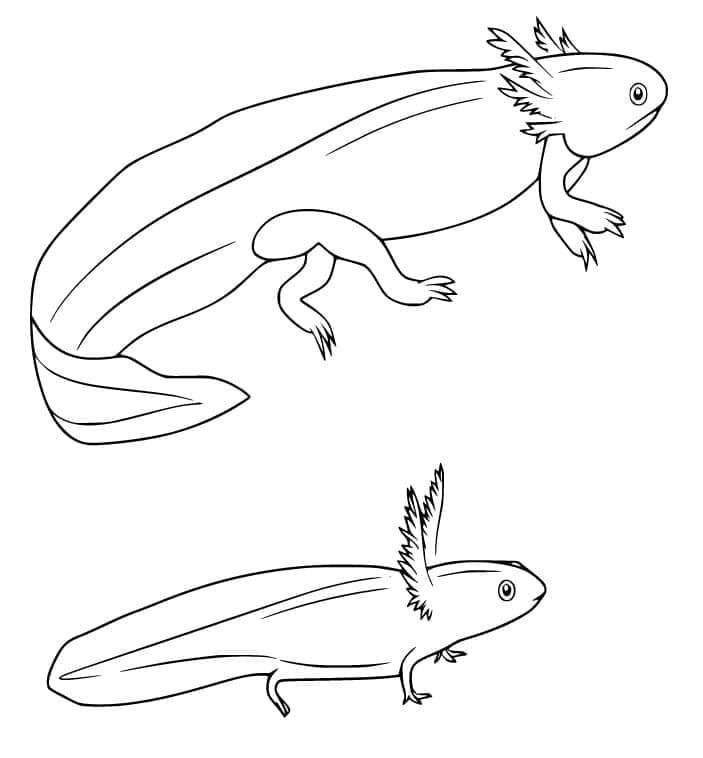 Printable Small and Big Axolotl Coloring Page