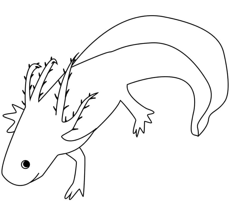 Simple Axolotl Printable Coloring Page