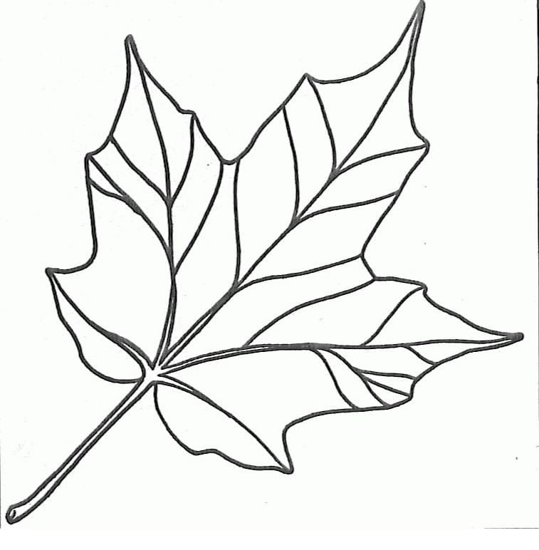 Printable Free Images of Leaf Template