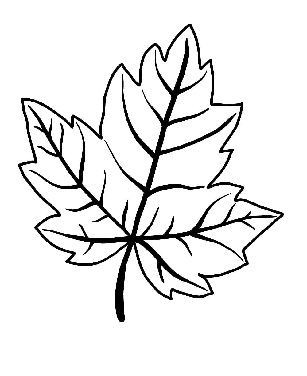 Printable Leaf Template Pictures