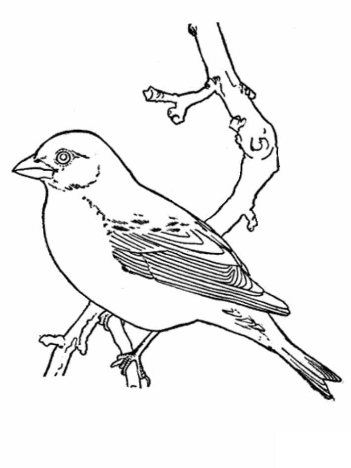 Printable Bird Stencil Basic