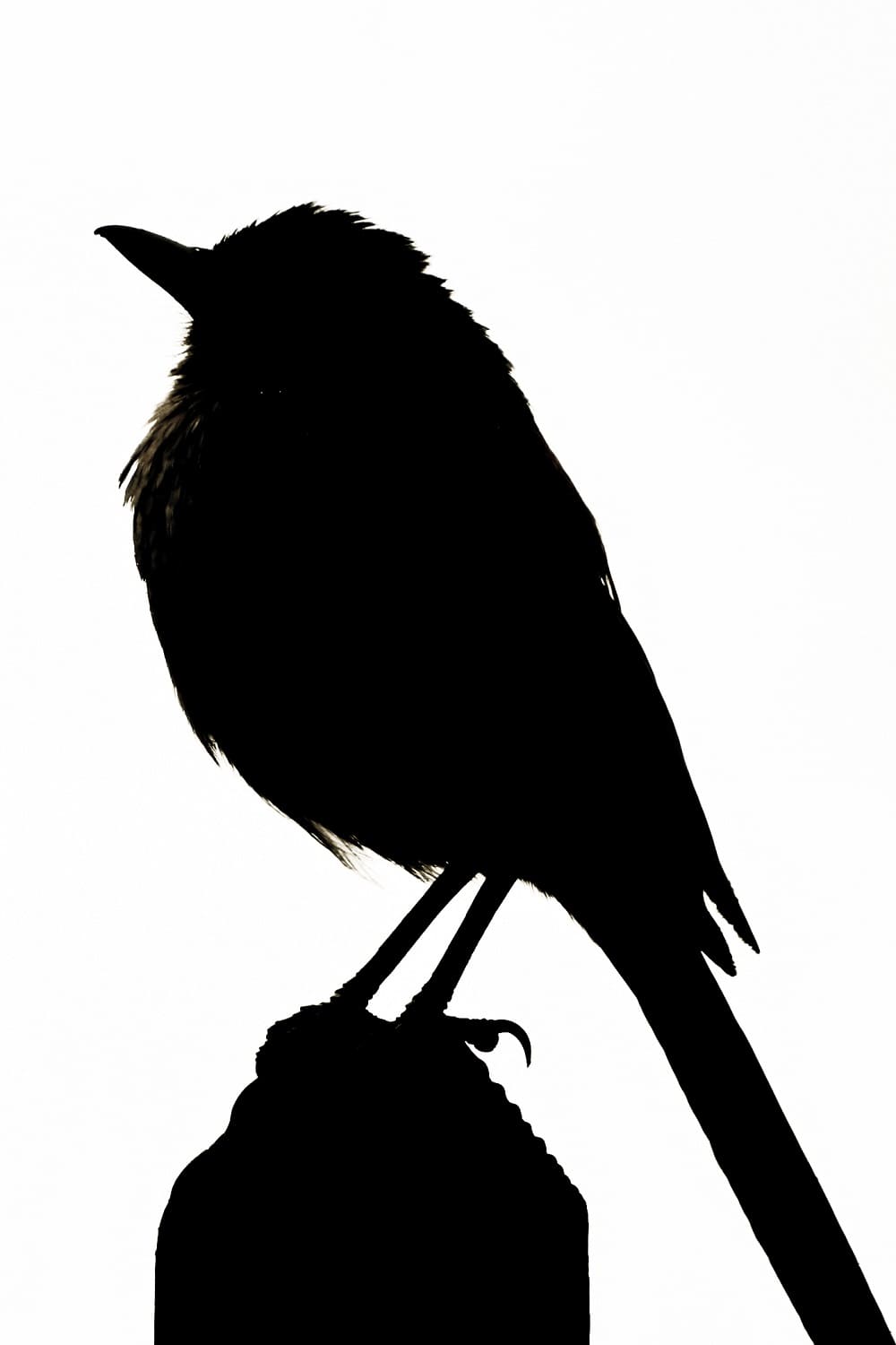 Printable Bird Stencil Picture